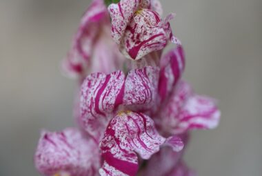 raspberry ripple snap dragon flower