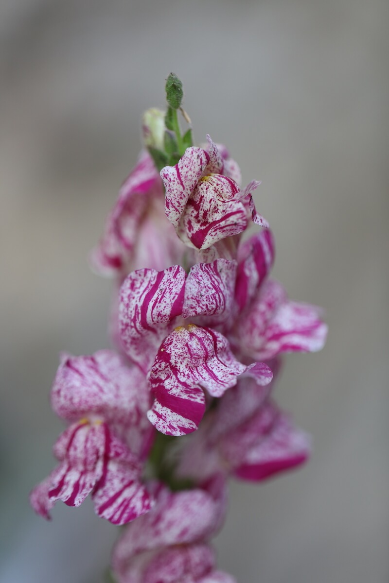 raspberry ripple snap dragon flower