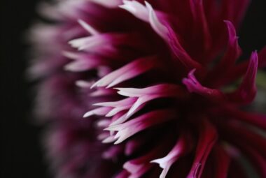 Dahlia flower purple with white tipped petals on black background