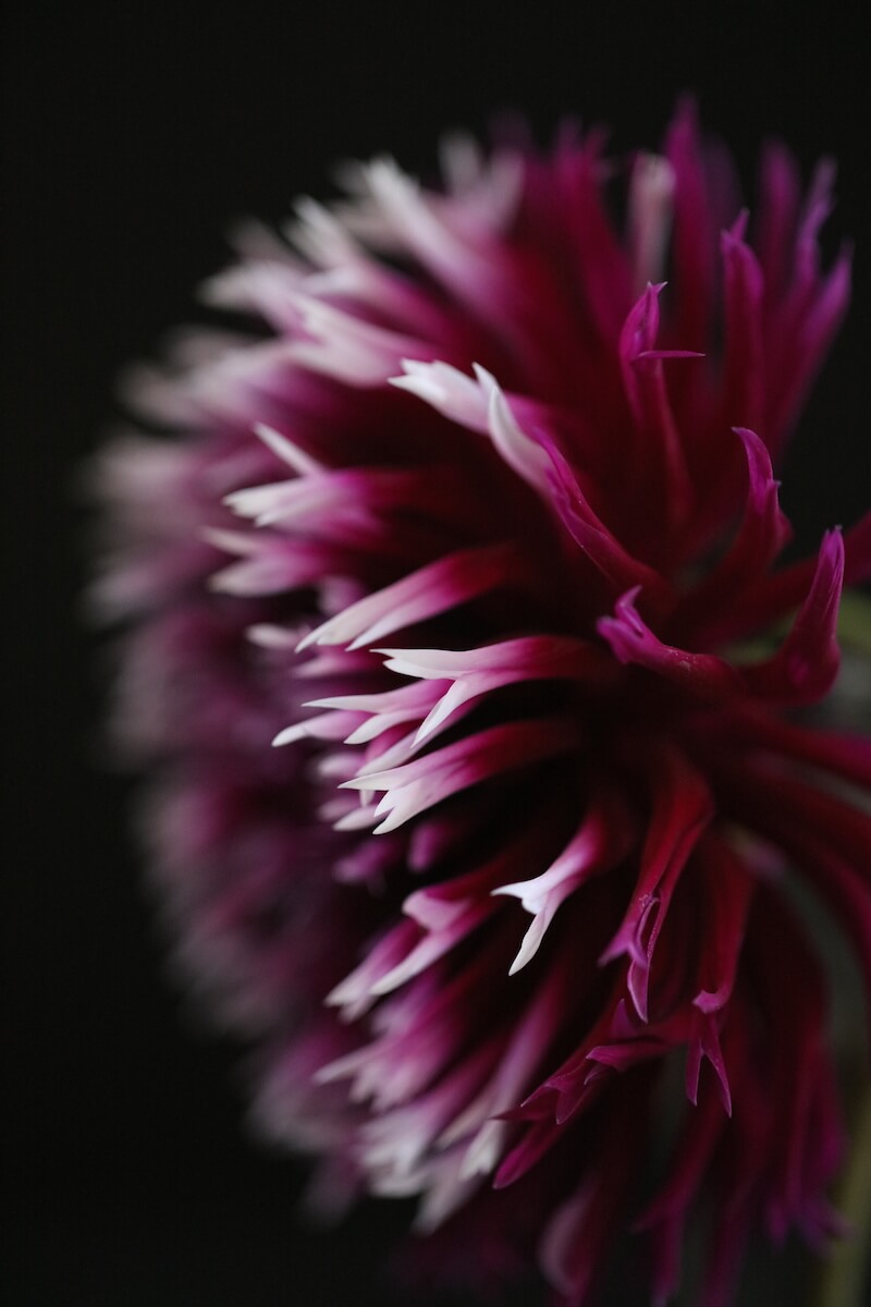 Dahlia flower purple with white tipped petals on black background