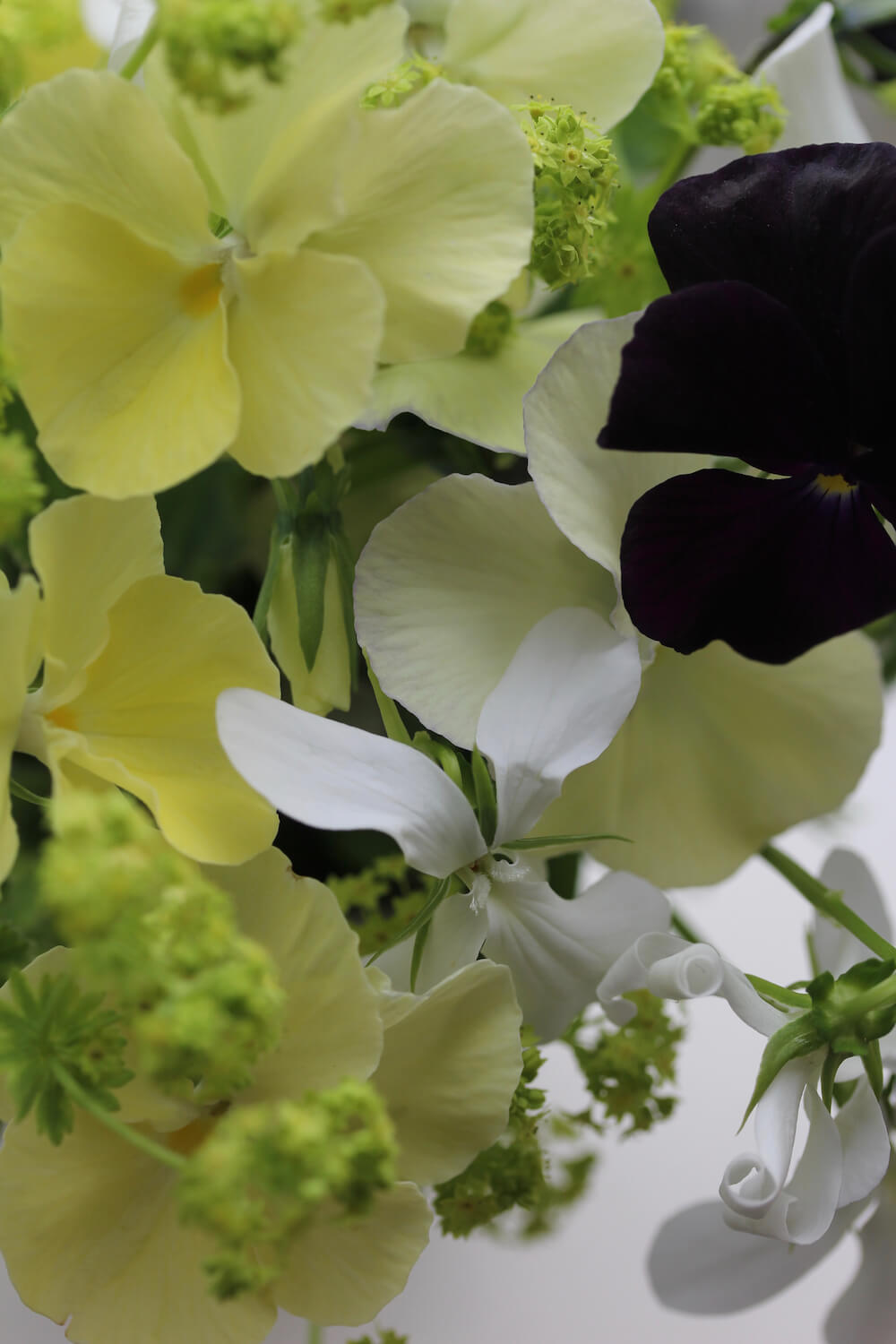 Lemon, black and white violas