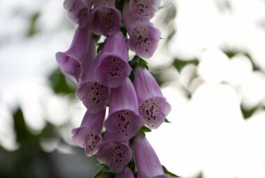 Pink foxglove