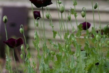 Black poppies