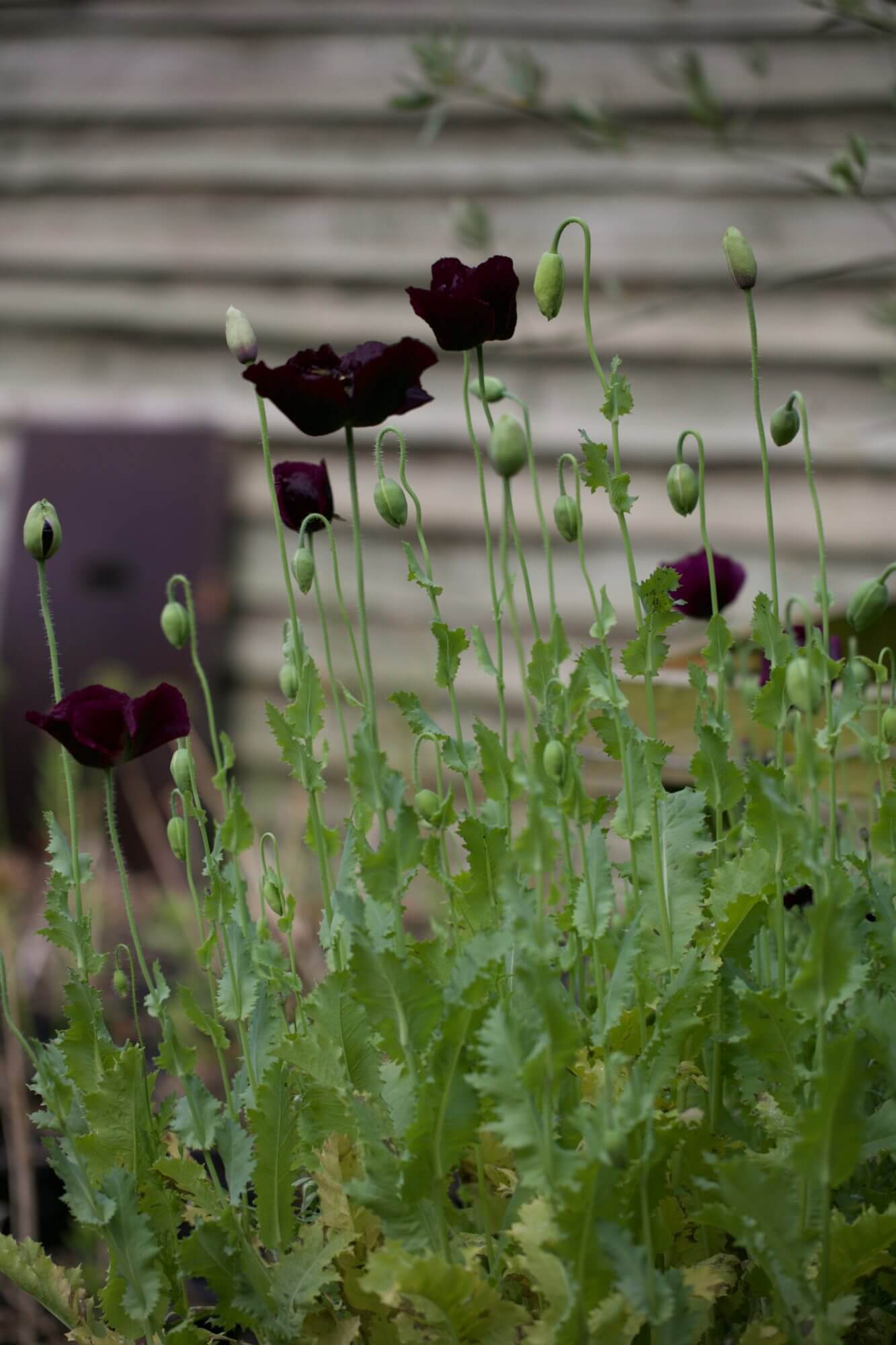 Black poppies