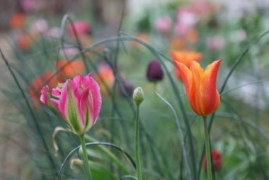 candy coloured Tulips lakeside garden