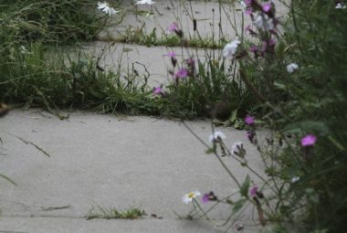 Stepping stones with wild flower meadow edge