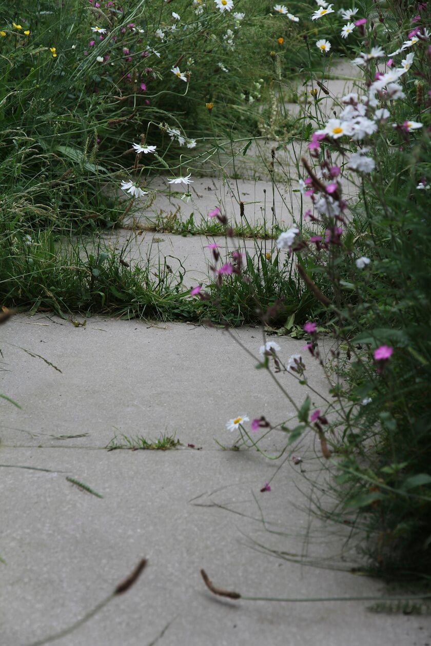 Stepping stones with wild flower meadow edge