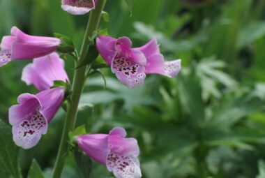 close up shot of a purple foxglove