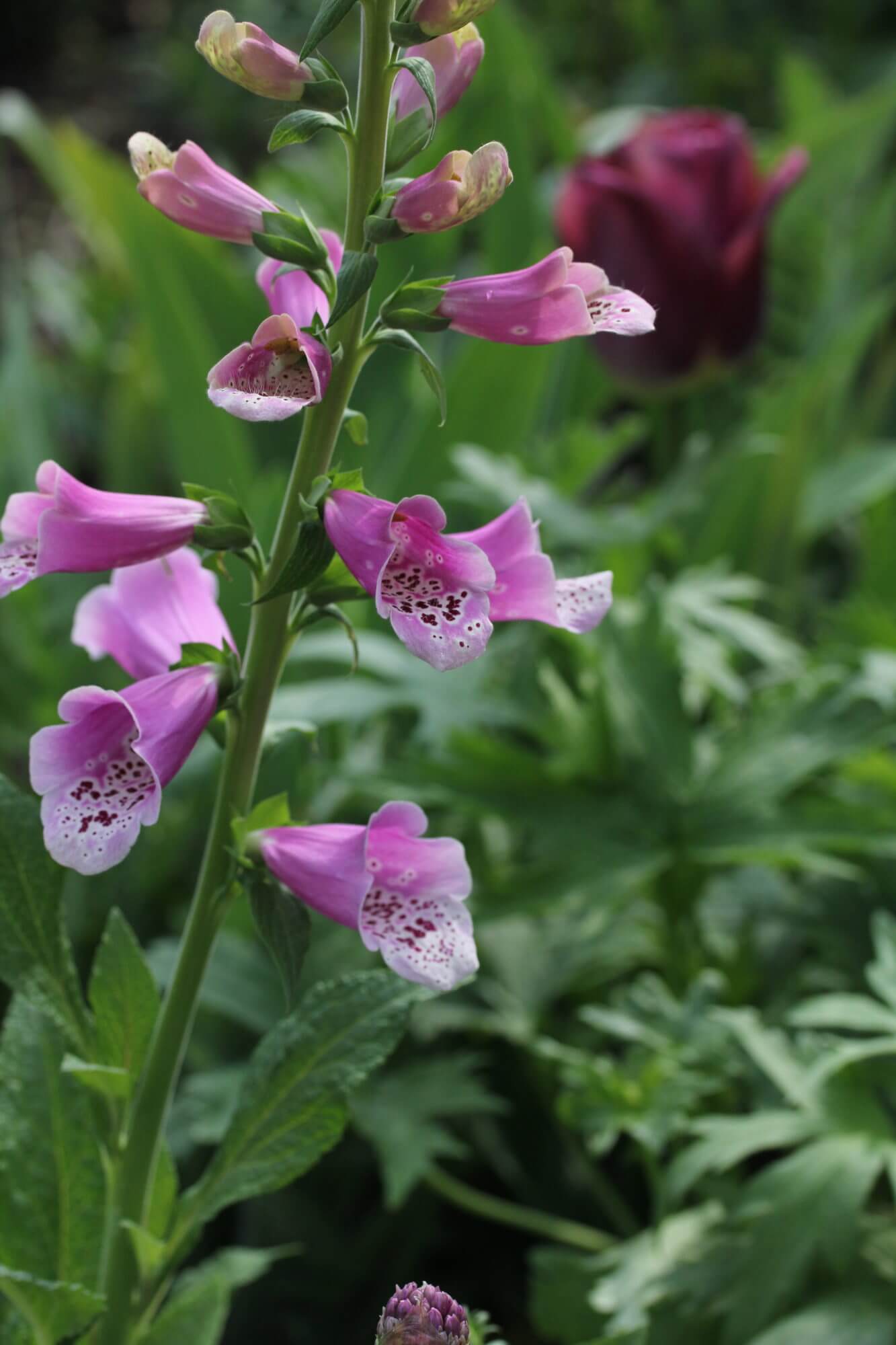 close up shot of a purple foxglove