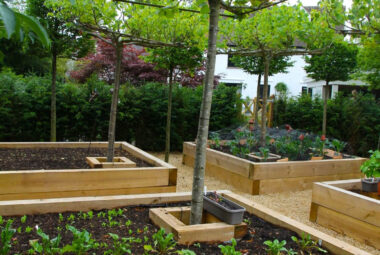 Pleached trees above raised vegetable beds