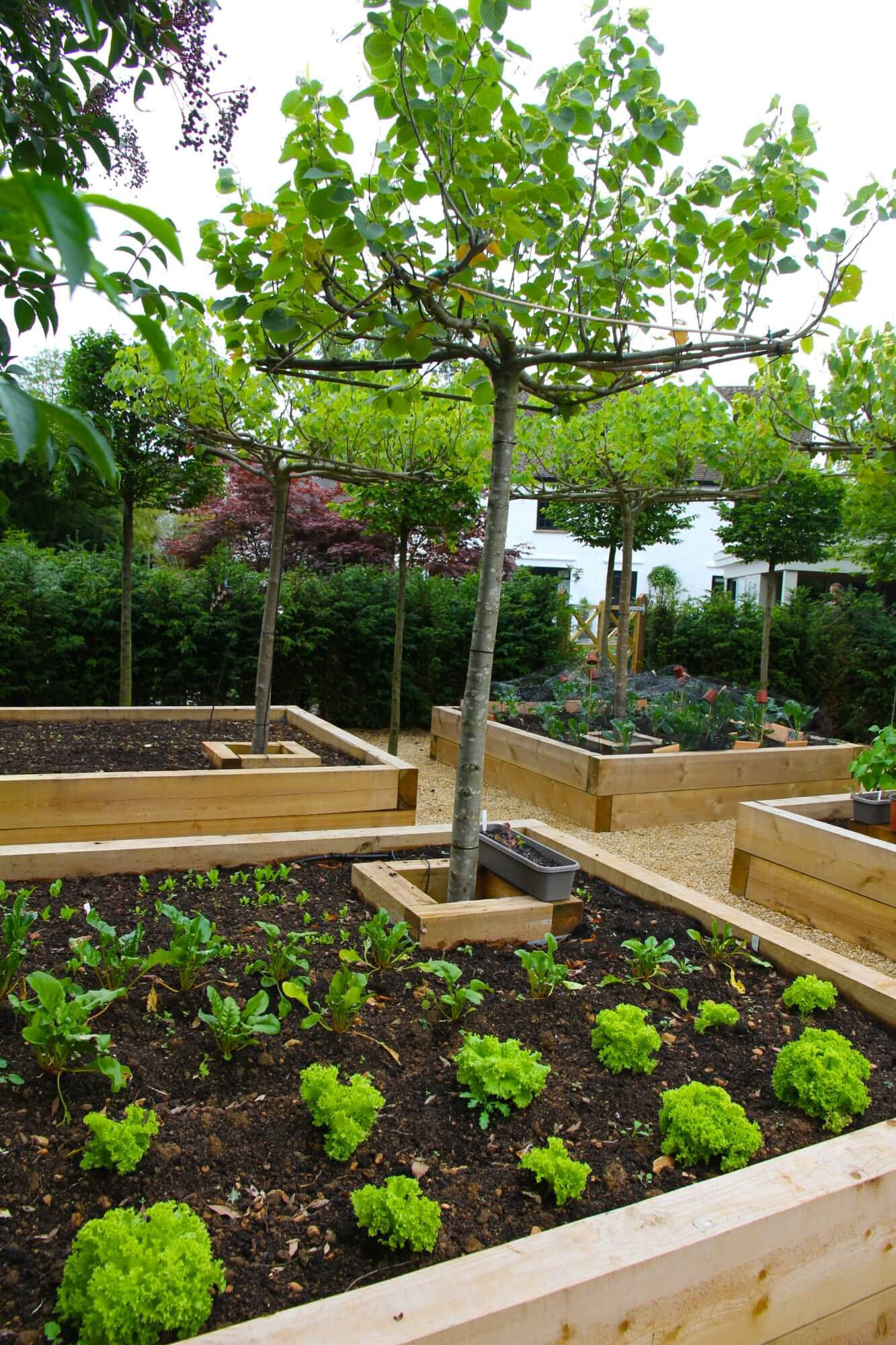 Pleached trees above raised vegetable beds
