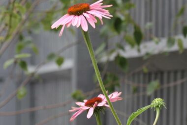 Echinacea