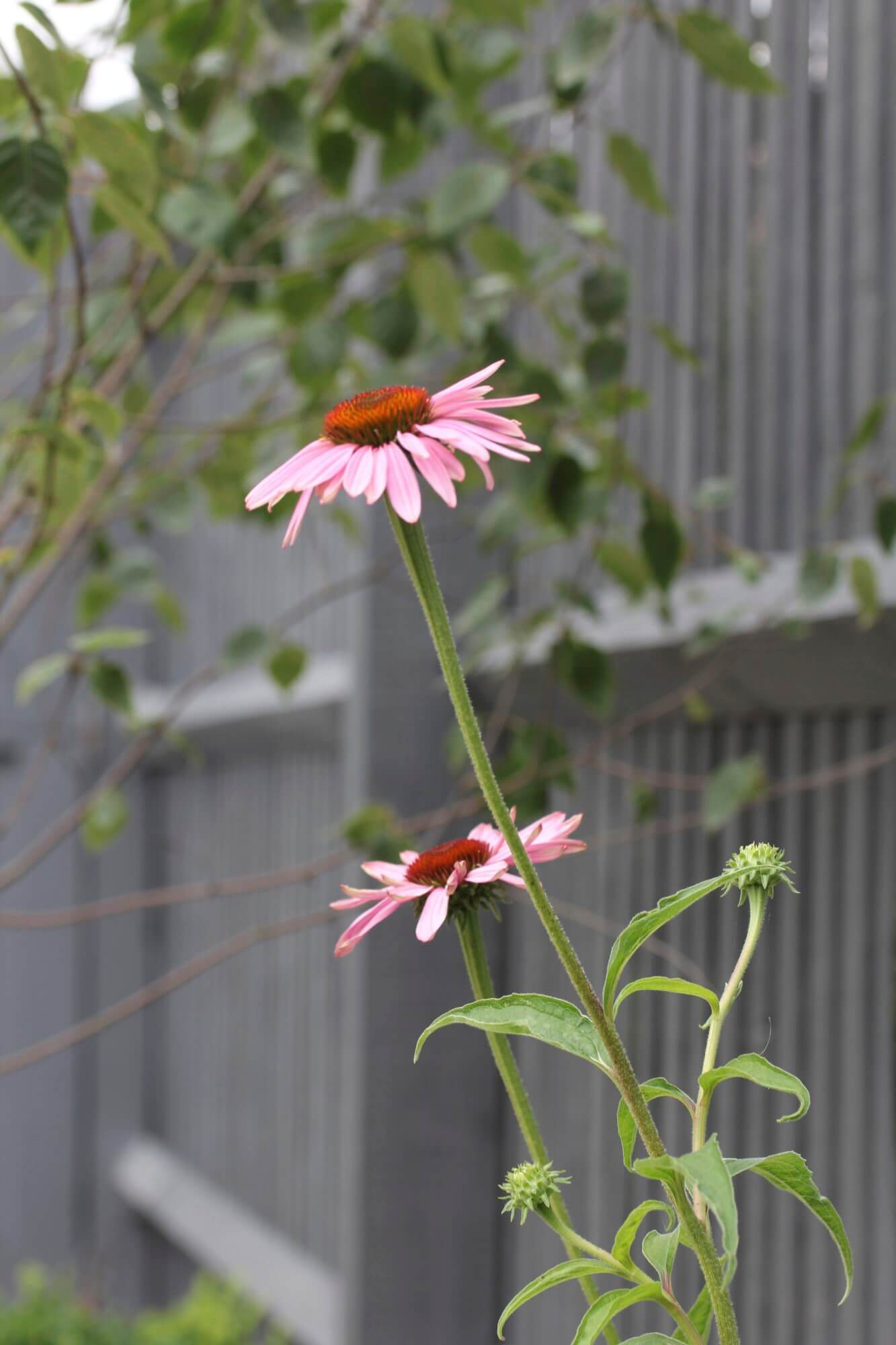 Echinacea