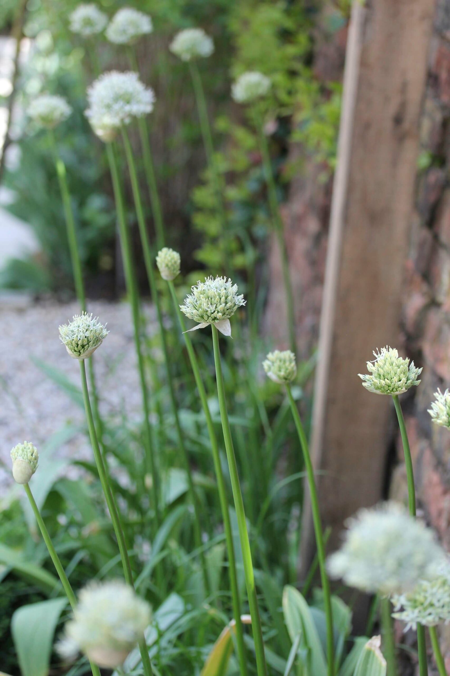 white Allium planting