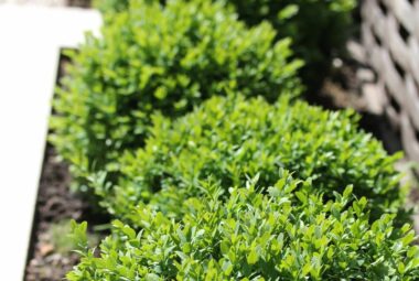 Buxus balls