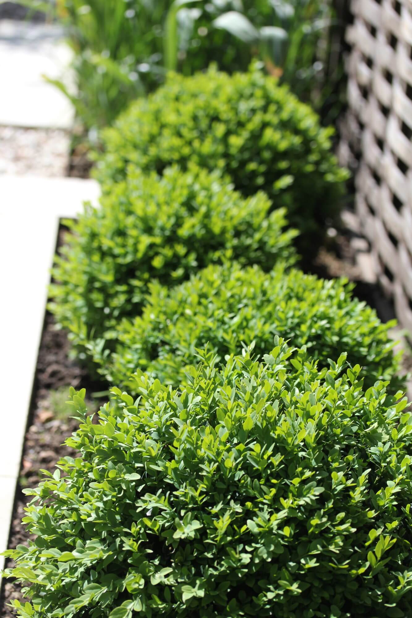 Buxus balls