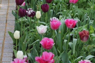pink and purple tulips