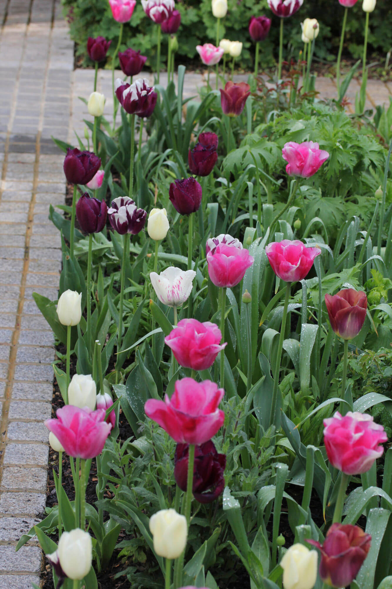 pink and purple tulips