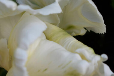 White parrot tulips