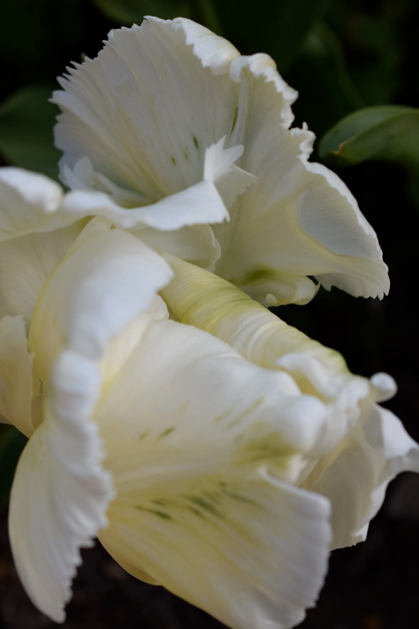 White parrot tulips