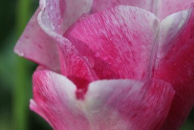 close up shot of pink tulip
