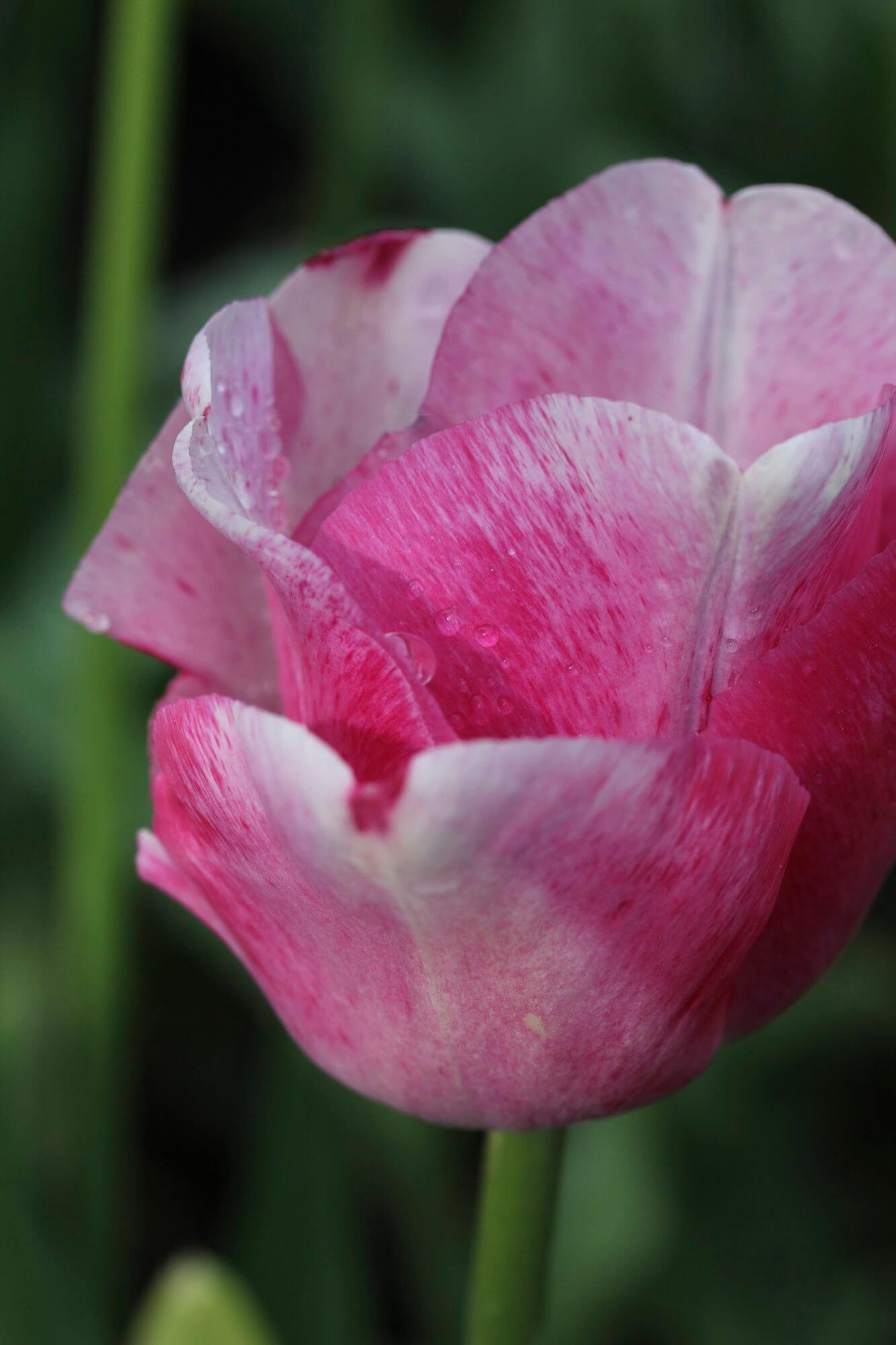 close up shot of pink tulip