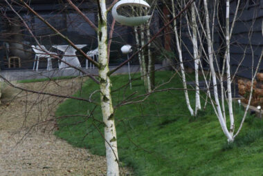 white Birch trees in a barn conversion garden