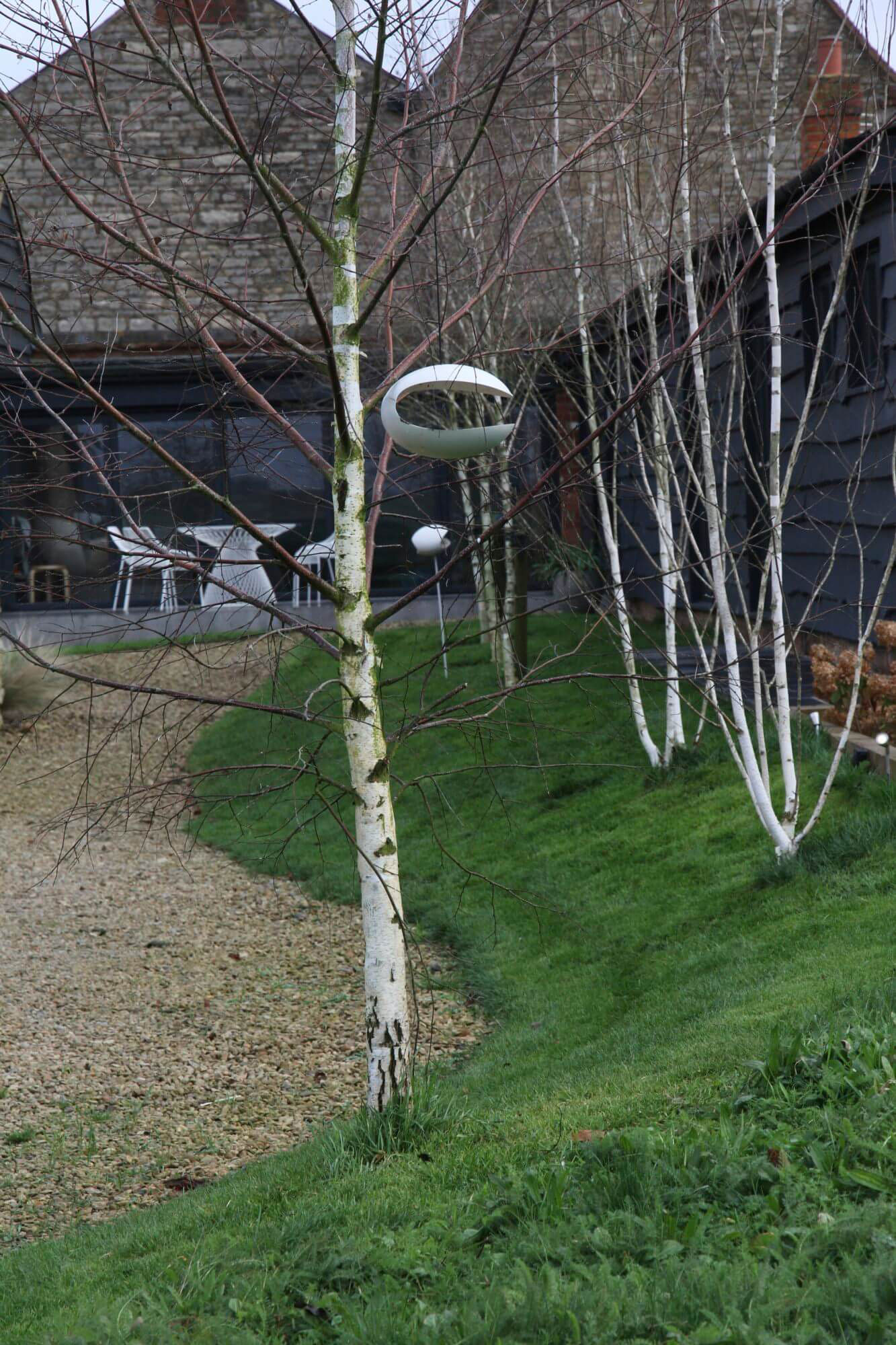 white Birch trees in a barn conversion garden