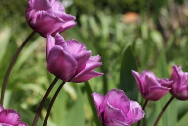 pink Tulips