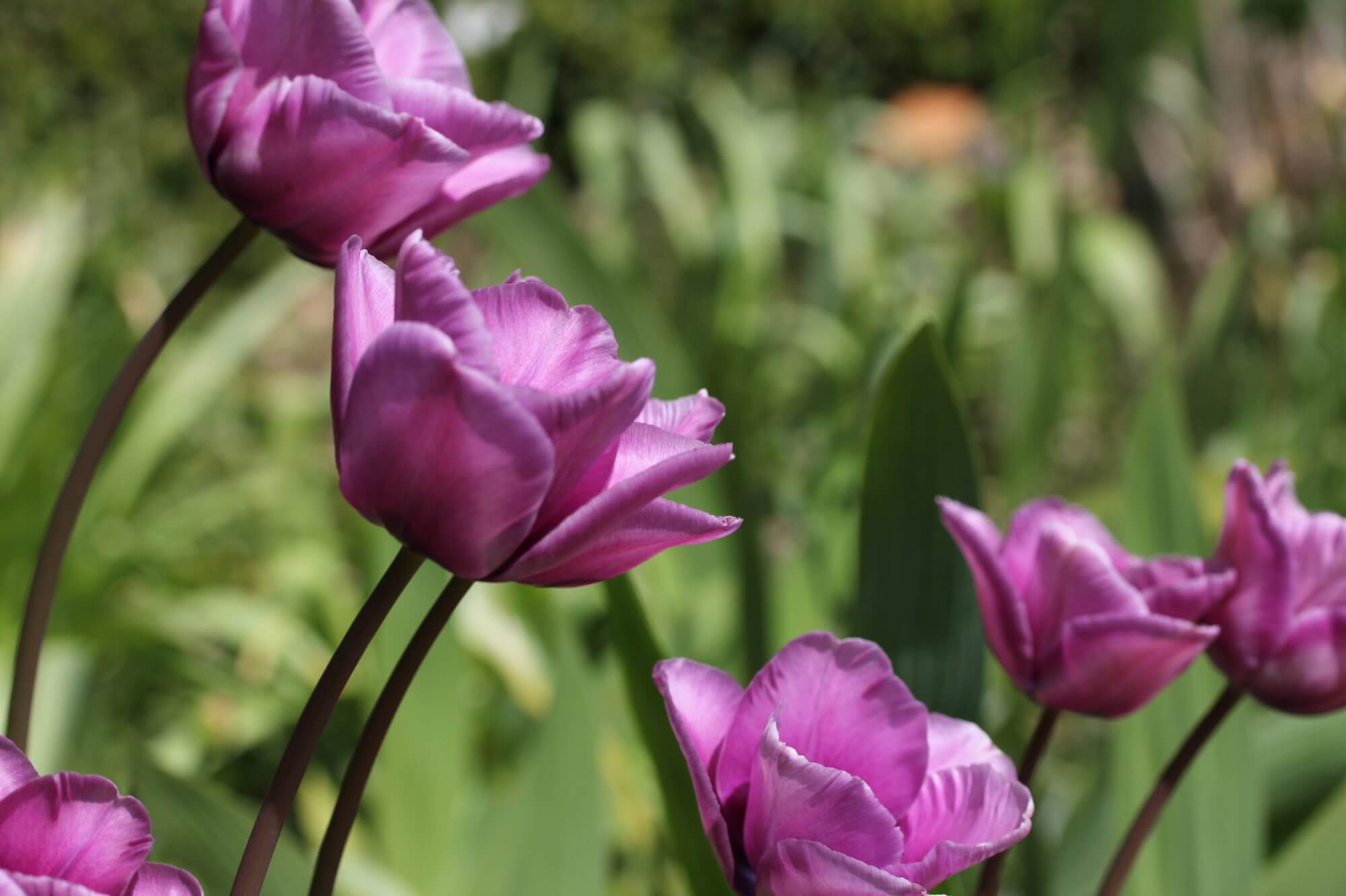 pink Tulips