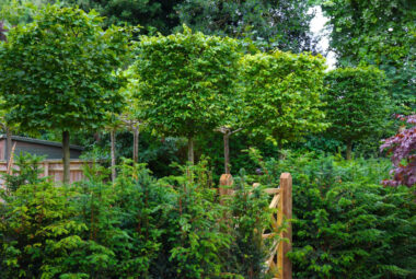 Box pleached trees above vegetable garden, through bespoke wooden gate