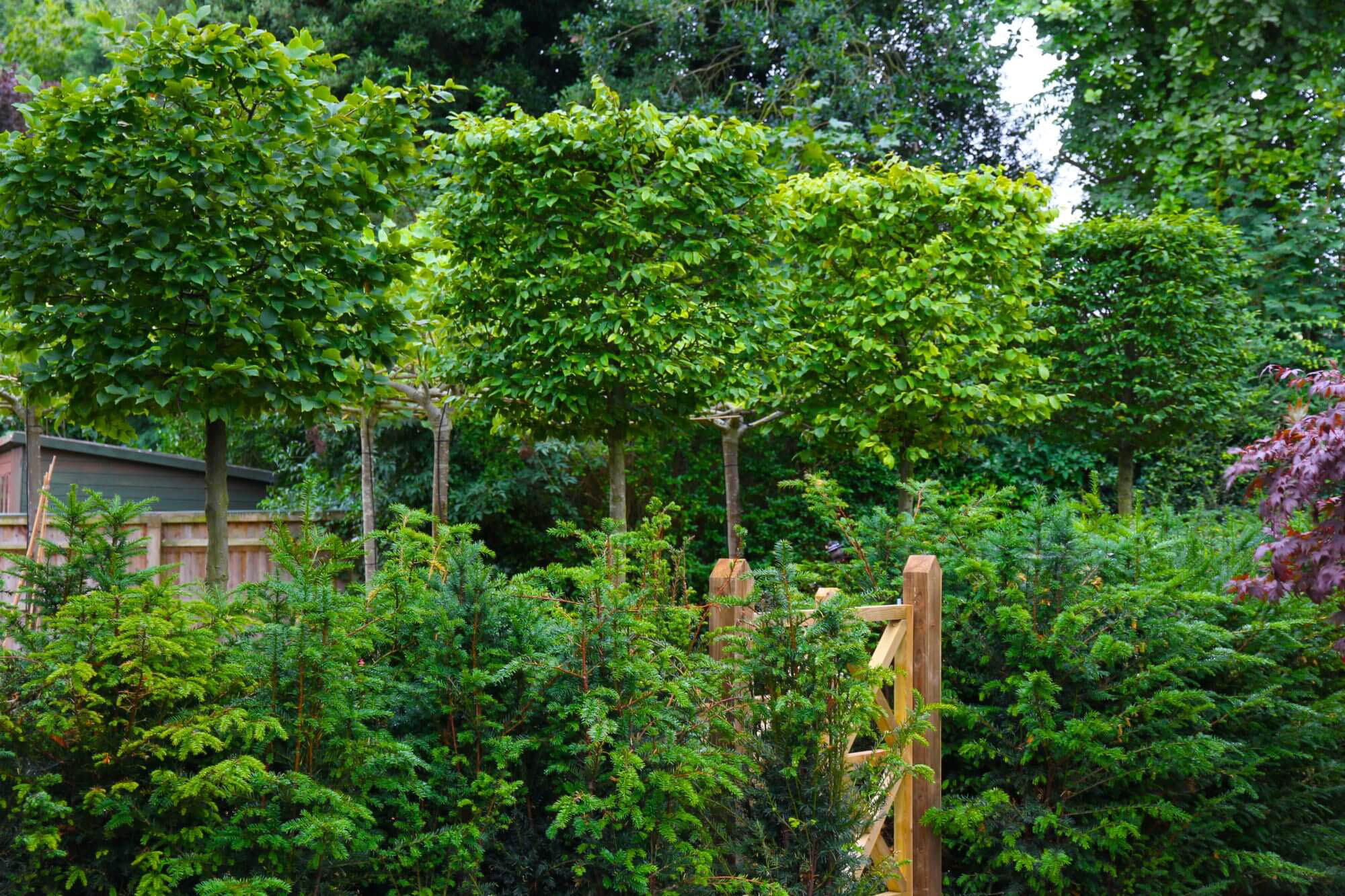 Box pleached trees above vegetable garden, through bespoke wooden gate