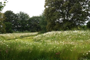 wildflower meadow with oak tree and daises
