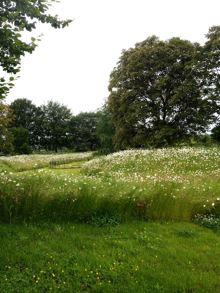 wildflower meadow with oak tree and daises