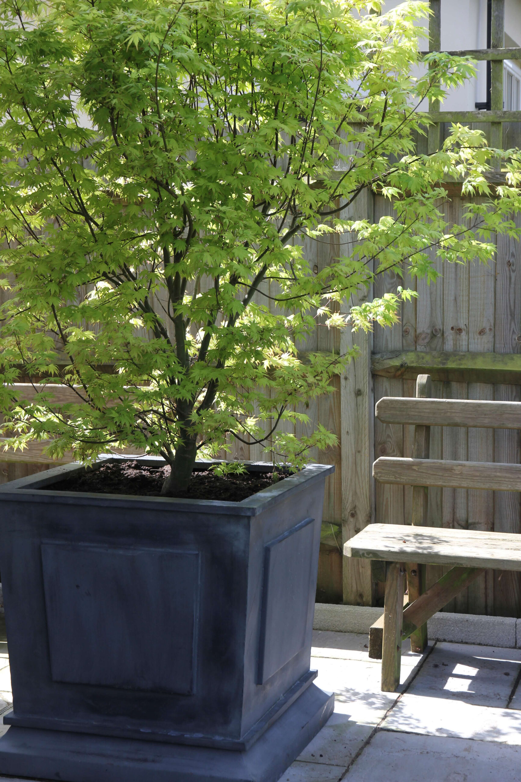 Acer tree in London garden