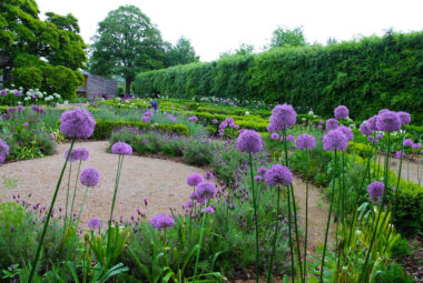 Alliums en masse growing in a curved walled garden