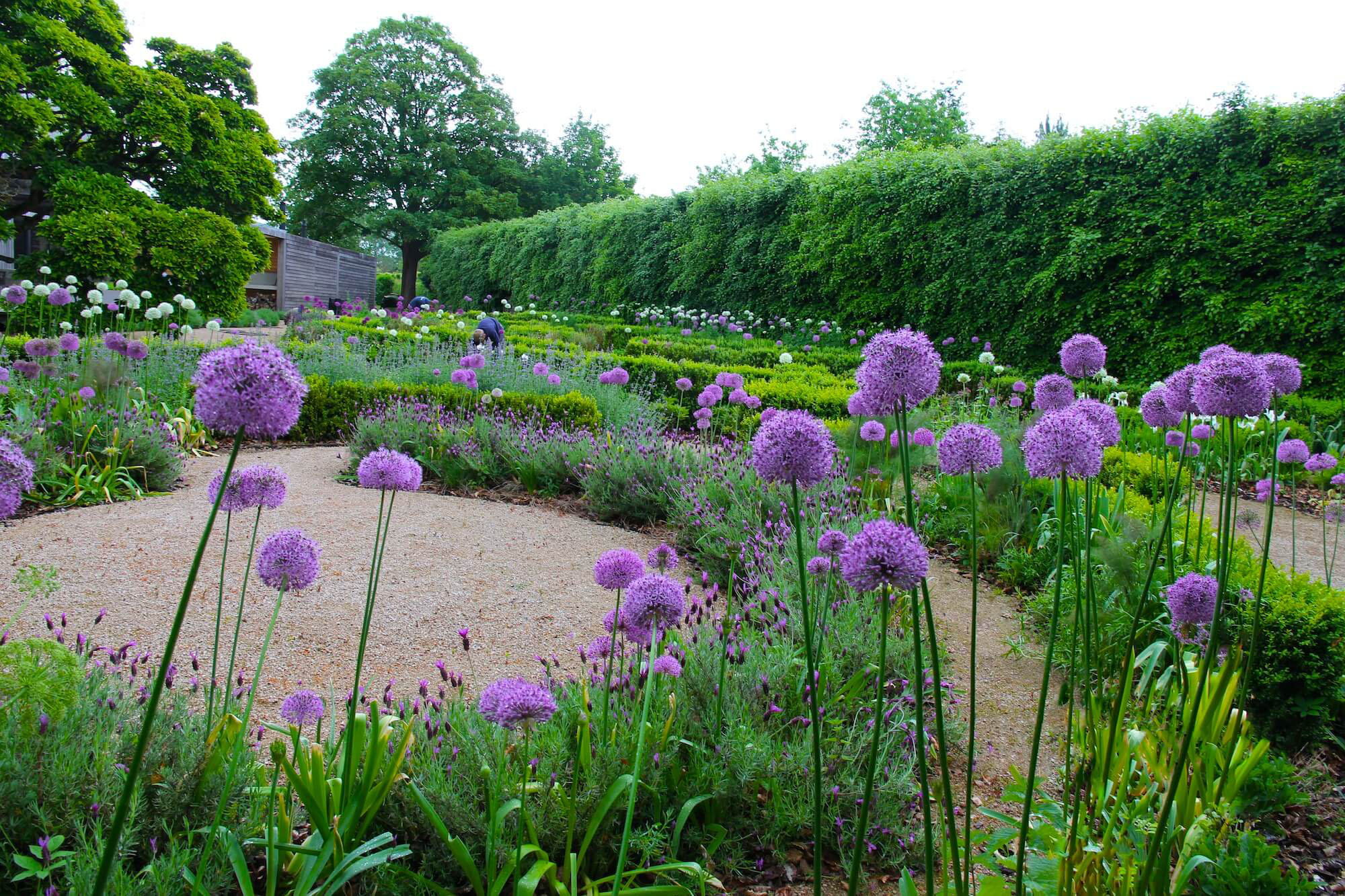 Alliums en masse growing in a curved walled garden