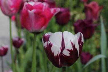 Rows of pink and purple tulips