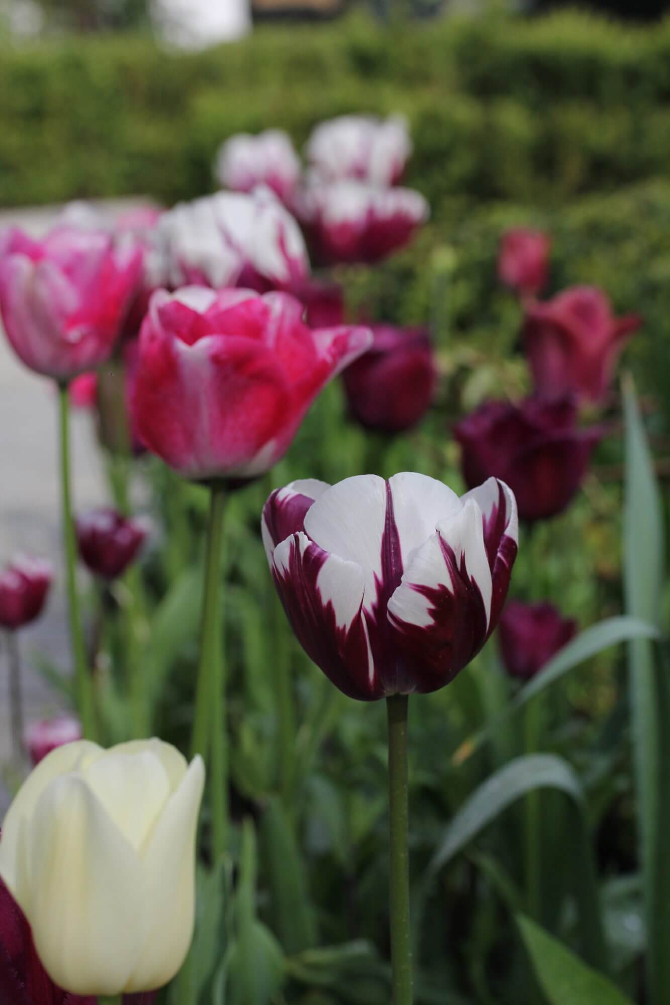 Rows of pink and purple tulips