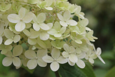 White viburnum