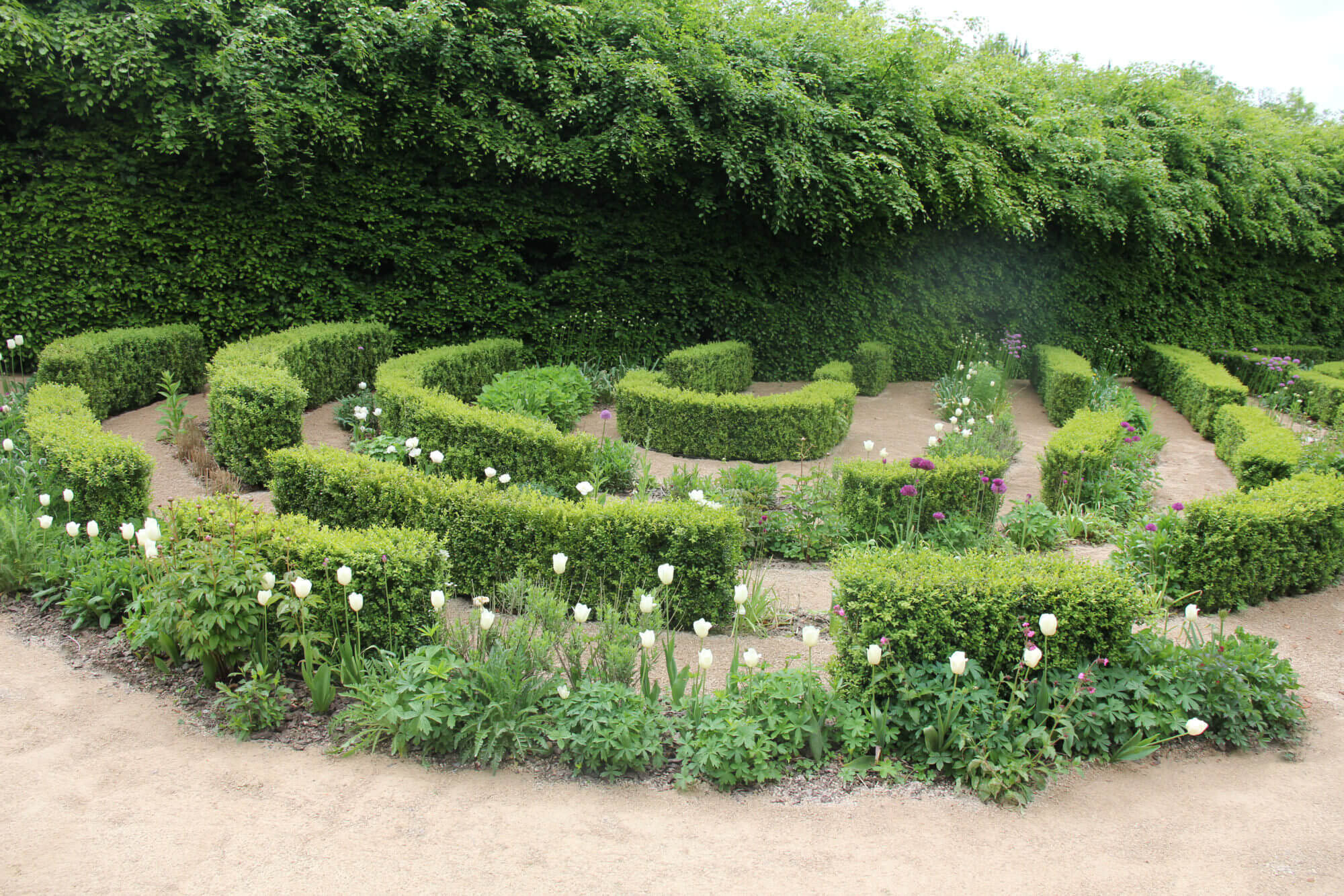 walled garden of Buxus and tulips