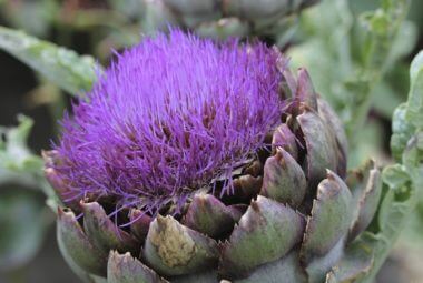 Globe artichoke