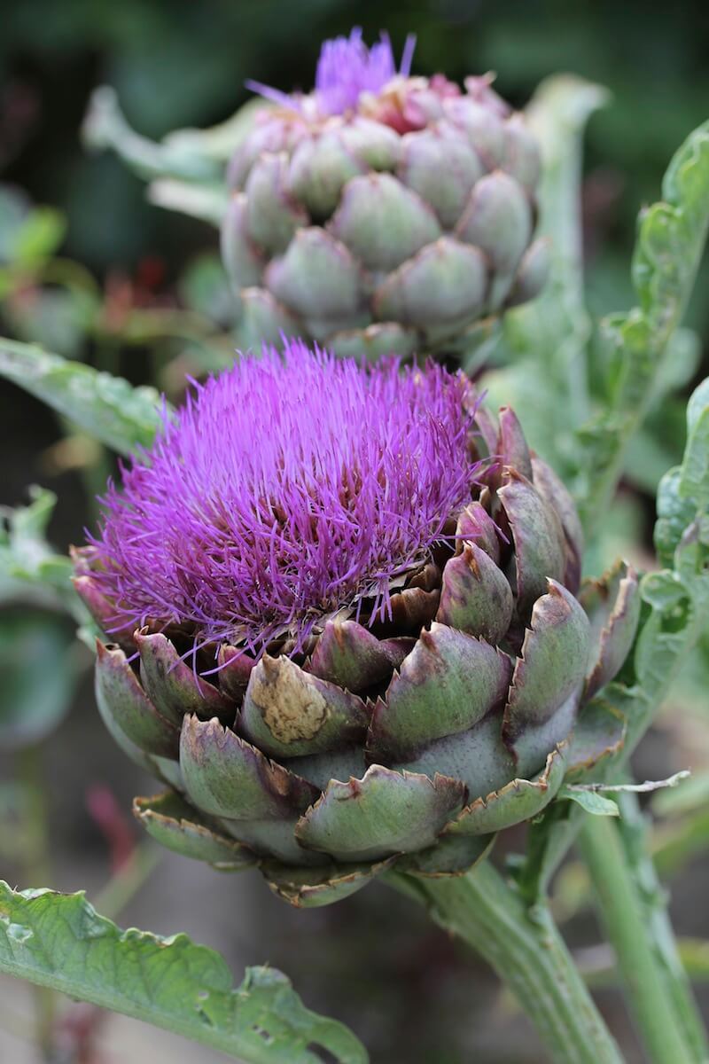 Globe artichoke