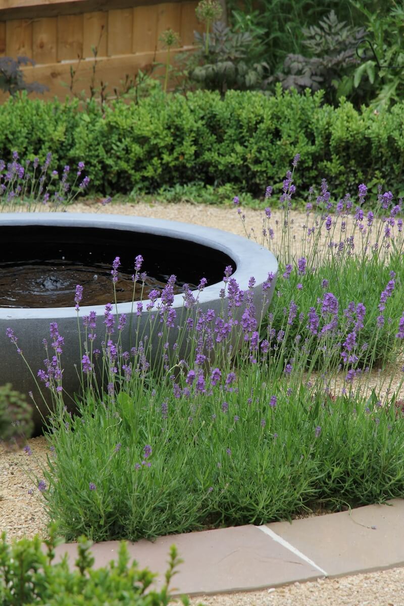 Lavender bushes in front of water bowl feature