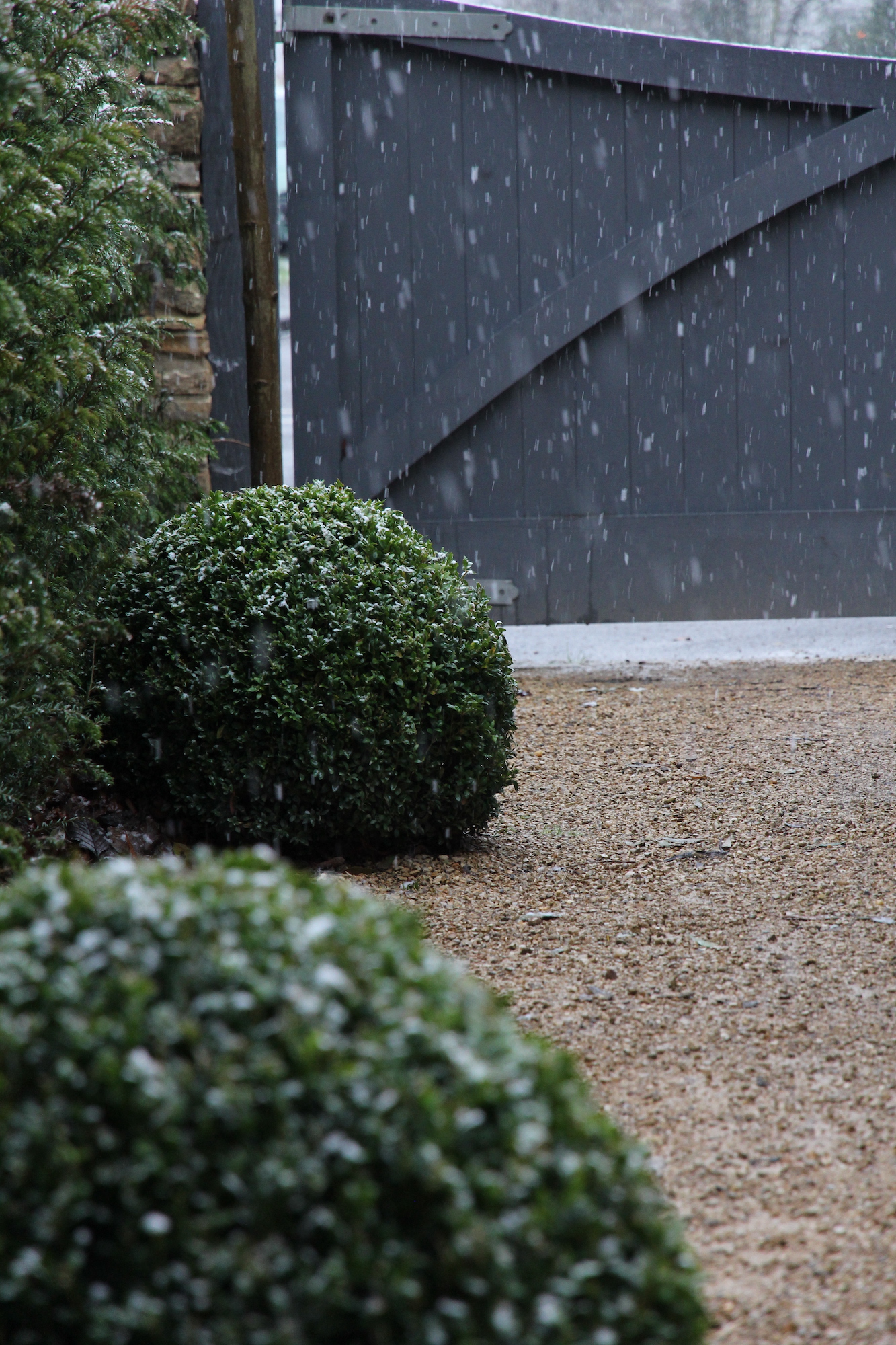 Buxus ball by gates in the snow