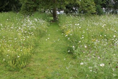 wildflower meadow mown path to Oak tree