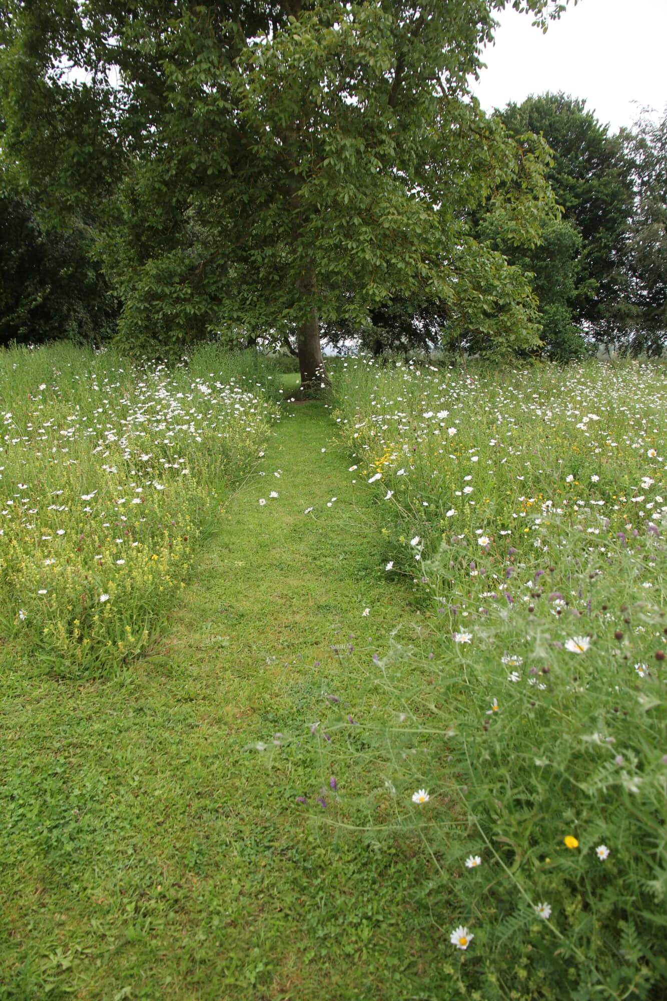 wildflower meadow mown path to Oak tree