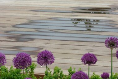 a decked swimming pool with purple allium flowers