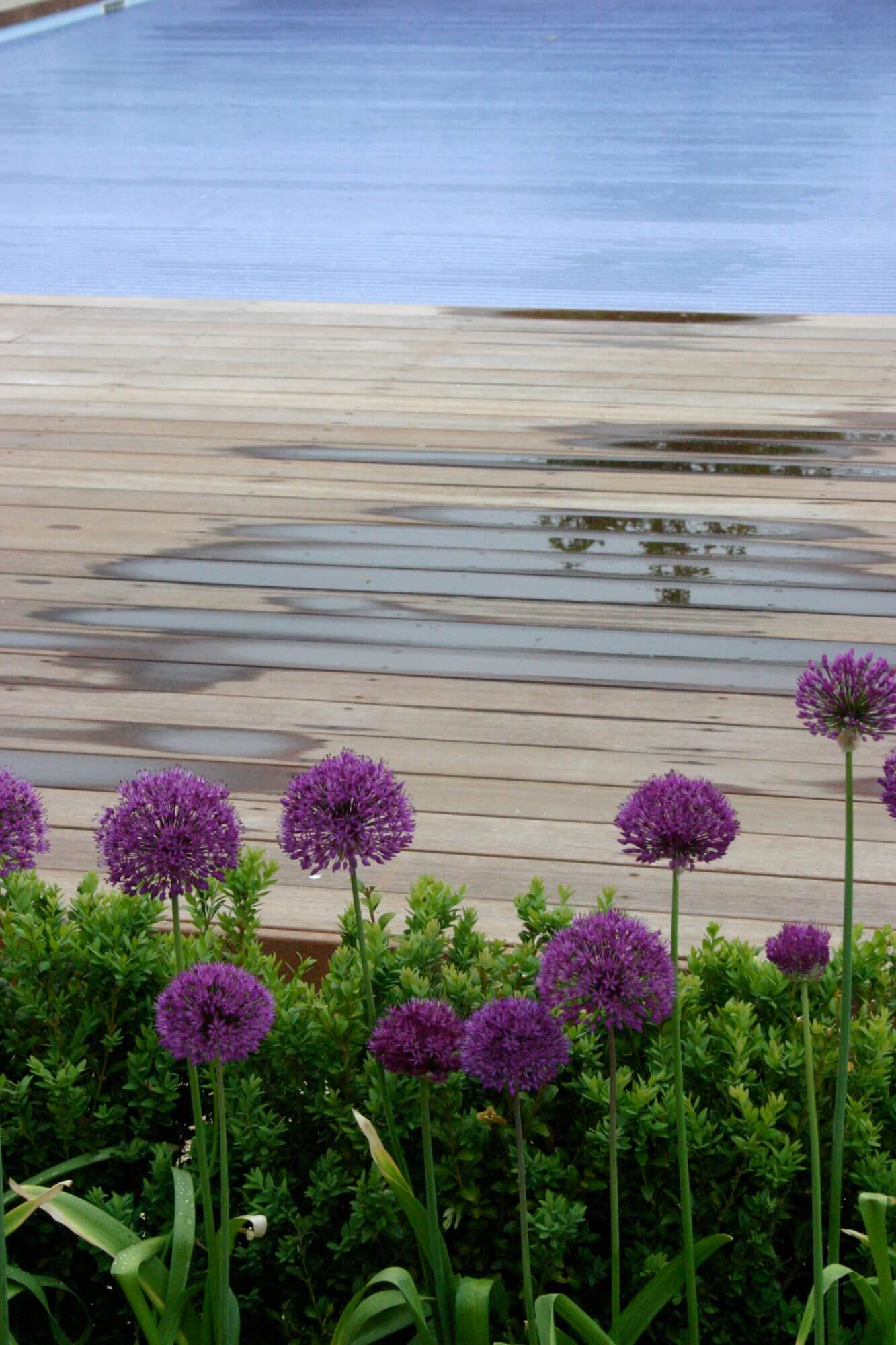 a decked swimming pool with purple allium flowers