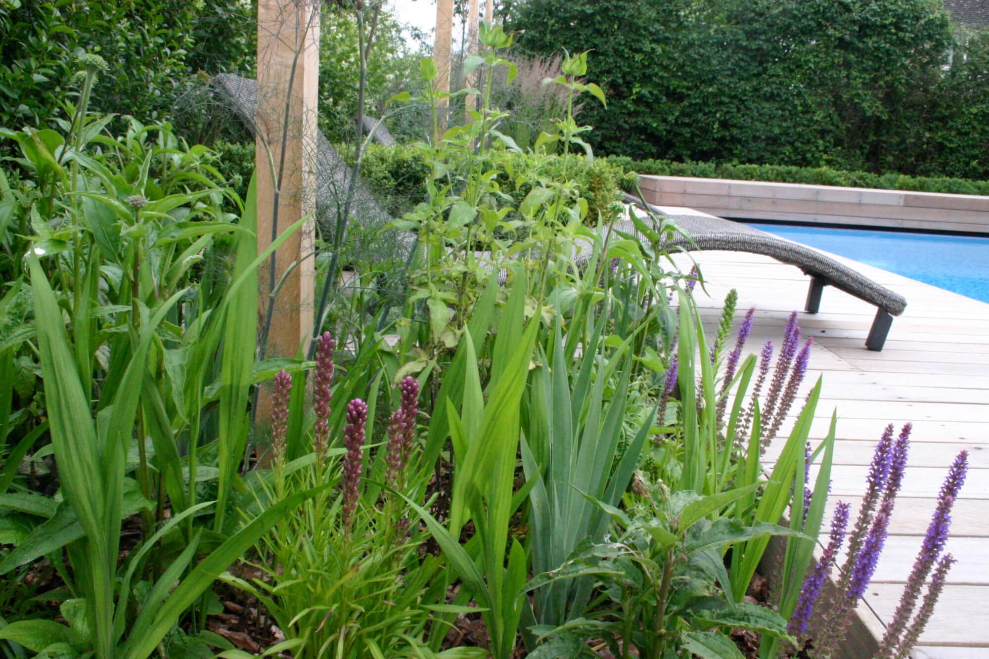 beside the decked swimming pool with oasis planting